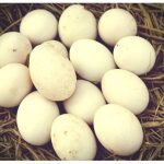 Huevos de pato